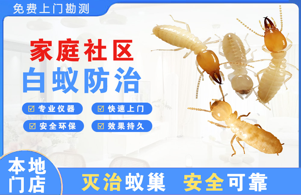 泉州家庭社区白蚁防治
