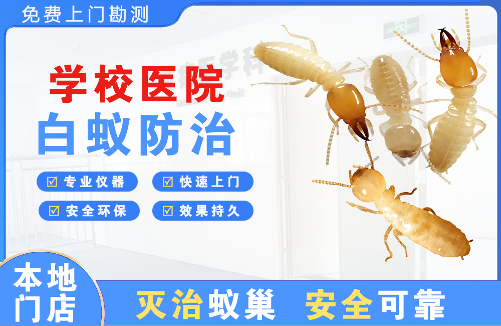 泉州学校医院白蚁防治