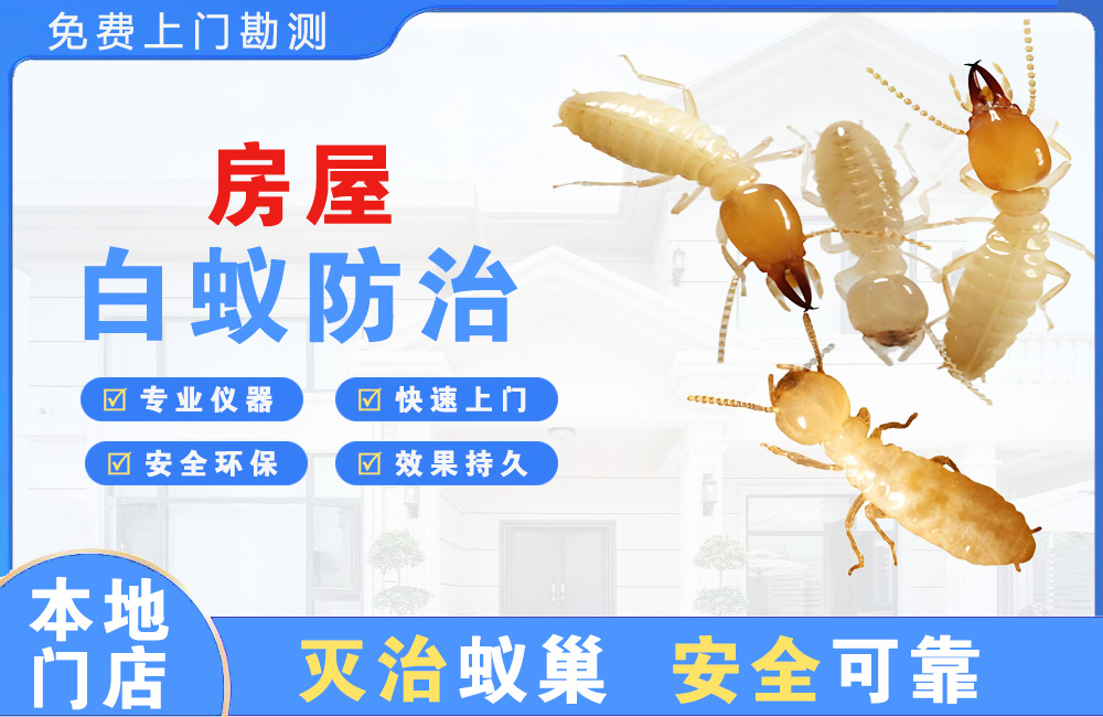 泉州房屋白蚁防治